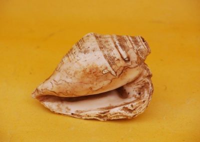 1981 | Conch Materialized by Yogi Yogananda Puri and Given to The Avatar